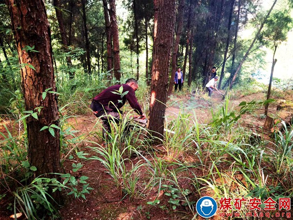 川煤物產達竹龍北公司砍樹排危消除安全隱患