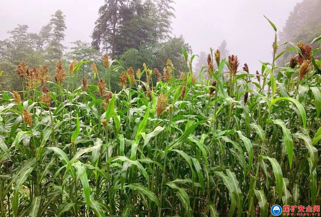 檸條塔礦業公司：土酒香飄 雪霽秦嶺